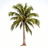 Fototapeta Desenie - Coconut tree