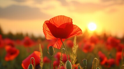 Wall Mural - Red poppy flower in a sunset field, a poignant Remembrance Day concept.