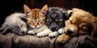 Cat, dog and puppy sleeping together on a brown background, 3D rendering, Generative AI illustrations.