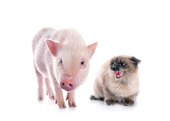 Wall Mural - miniature pig and siamese cat