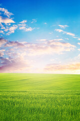 Wall Mural - Spring landscape with green grass in the field and picturesque cloudy sky during sunset