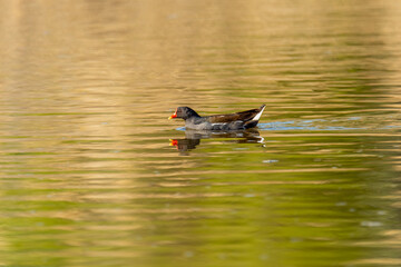 Wall Mural - Close-up of the common moorhen (Gallinula chloropus), the waterhen or swamp chicken
