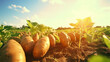 Abundant organic sweet potato plantation with sunshine and clear sky.  Created using generative AI.