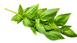 Fresh green leaves of Thai lemon basil or hoary basil tropical herb plant isolated on a transparent background