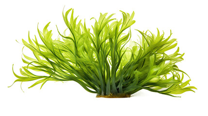 seaweed isolated on transparent background cutout