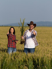 Sticker - Farmers checking wheat crop quality and showing ok gesture