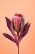 Beautiful Protea Flower against a peach color background. Blooming Pink King Protea Plant. Exotic Flower Close-up. Floral Theme Banner.