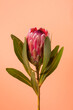 Beautiful Protea Flower against a peach color background. Blooming Pink King Protea Plant. Exotic Flower Close-up. Floral Theme Banner.