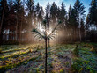 Lichtstrahlen im Wald