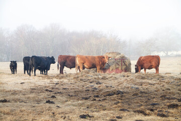 Wall Mural - Cattle feeding at the hay ring in winter pasture, brown grass