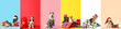 Set of different dogs with Christmas gifts on color background