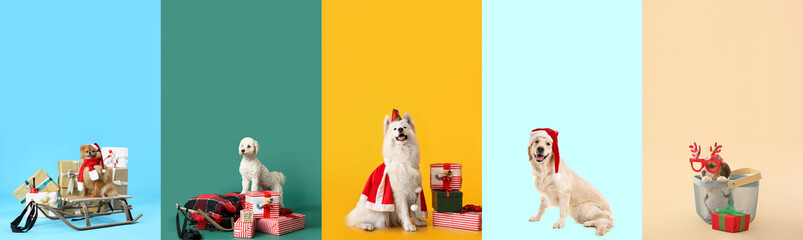 Collage of different dogs with Christmas gifts on color background