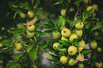 Ripe green apples ready for harvest