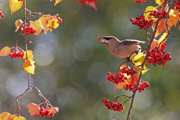 Wall Mural - cedar waxwing with red berries