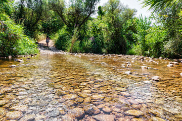 Wall Mural - Small river in the evergreen forest. Crystal clear water, rocks, moss, plants. Pure nature, environment, ecology