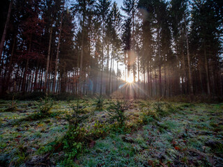 Sticker - Sonnenstrahlen im Wald