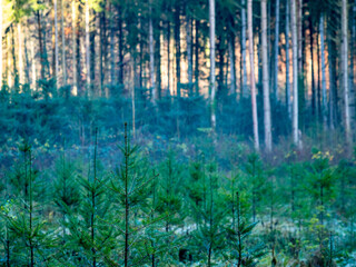 Canvas Print - Wiederaufforstung im Mischwald zur Winterzeit
