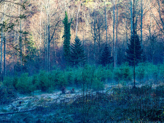 Canvas Print - Wiederaufforstung im Mischwald zur Winterzeit
