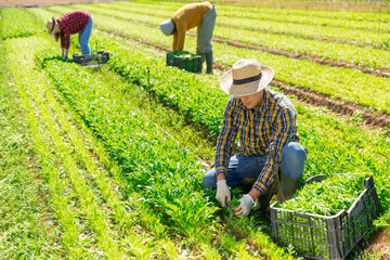 Sticker - Male gardener in straw hat harvesting fresh arugula using knife at the farm field