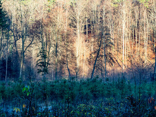 Canvas Print - Wiederaufforstung im Mischwald zur Winterzeit
