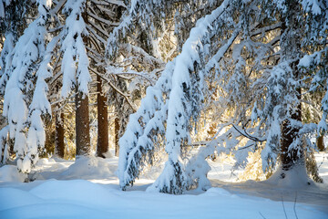 Wall Mural - winter mountain landscape in the Alps with snow covered fir trees