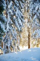 Wall Mural - winter mountain landscape in the Alps with snow covered fir trees