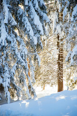 Sticker - winter mountain landscape in the Alps with snow covered fir trees