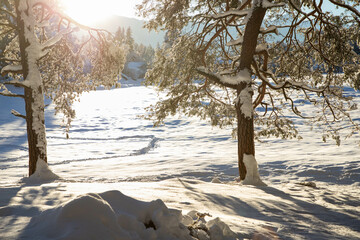 Sticker - winter mountain landscape in the Alps with snow covered fir trees