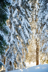 Sticker - winter mountain landscape in the Alps with snow covered fir trees