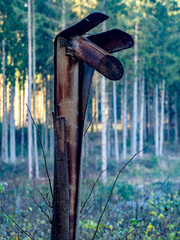 Canvas Print - Wiederaufforstung im Mischwald zur Winterzeit
