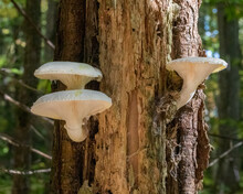 Three Veiled Oyster Mushrooms Growing On An Old Tree In Forest