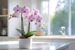 house plant in a pot in a home interior, flower pot in modern domestic room in white ceramic pot