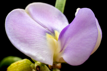 Sticker - Flowers of leguminous plants in the wild state