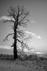 Canvas Print - lonely oak tree in a snow-covered meadow in the evening, during winter