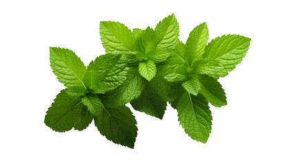 Mint leaves on transparent background