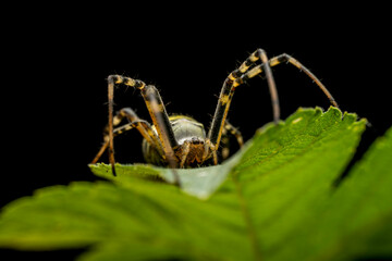 Wall Mural - Argiope bruennichii in the wild state