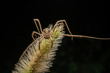 Wall Mural - harvestman in the wild state