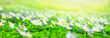 Spring landscape, banner, panorama - view of the anemone nemorosa  with selective focus in the spring forest in the rays of the sun. Horizontal background with copy space for text