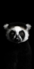 Black And White Portrait Of A Ring-tailed Lemur On A Black Background