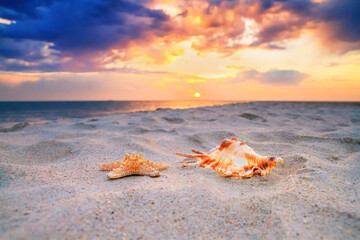 Wall Mural - View of a beach with starfish and seashell on the sand at sunset, selective focus. Concept of sandy beach holiday, background with copy space for text