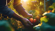 Hands tenderly harvest ripe vegetables in a sunlit garden, showcasing care and connection to nature