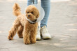 © New Africa - Woman walking her cute Maltipoo dog in Elizabethan collar outdoors, closeup. Space for text