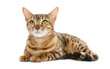 © New Africa - Cute Bengal cat on white background. Adorable pet