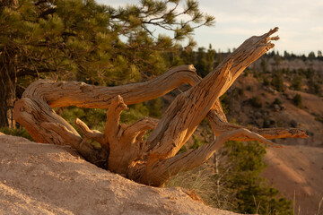 Wall Mural - Gnarly Remains Of Tree Trunk Catch Orange Morning Light