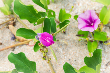 Ipomoea pes-caprae (Railroad vine). Beautiful pink flowers on sand at beach.