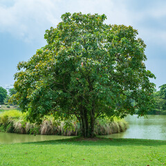 Indian oak or Freshwater mangrove tree. Barringtonia acutangula (L.) Gaertn.