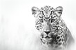 Close up of a roaring leopard isolated of transparent background. generative ai