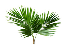 Lush Green Palm Leaves Isolated PNG