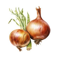 Wall Mural - onion vegetable isolated on white or transparent background. One fresh onion.