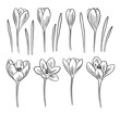 Hand drawn crocus flowers and leaves